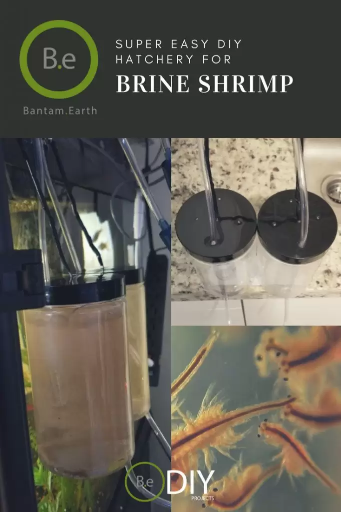 easy diy brine shrimp hatchery