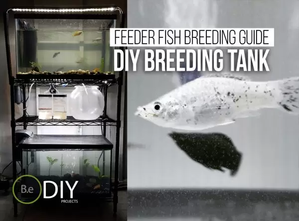 feeder fish breeding tank thumbnail