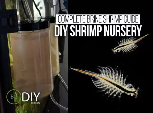 diy shrimp hatchery thumbnail