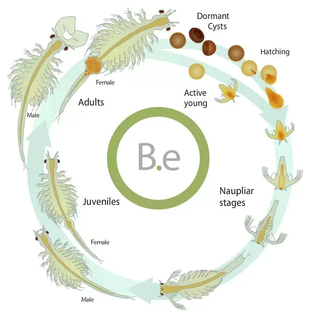 full brine shrimp life cycle 