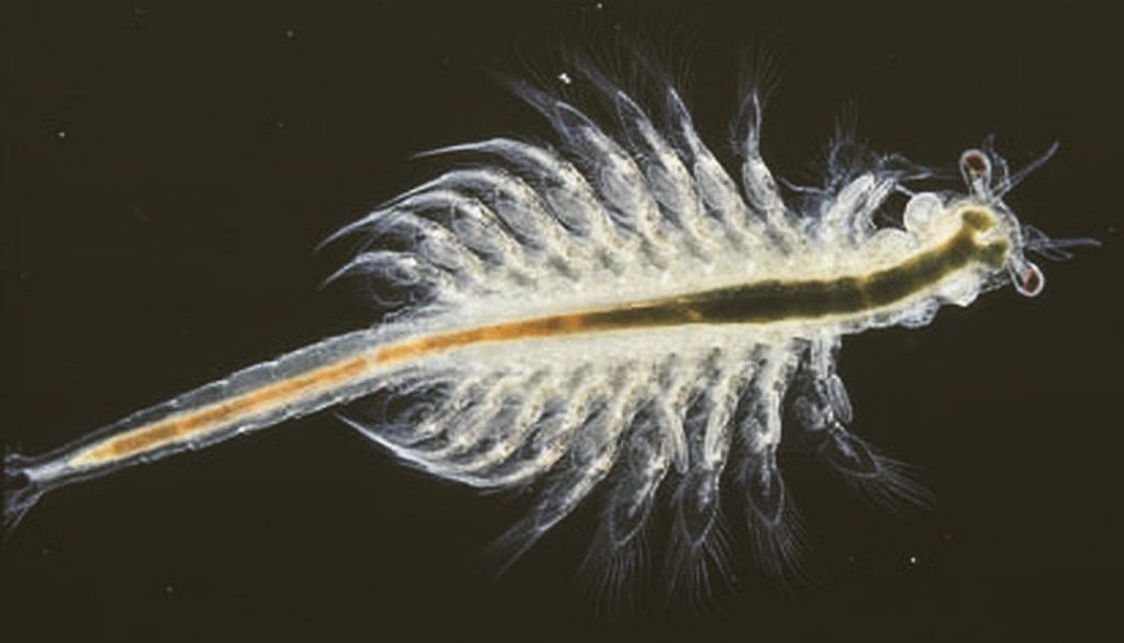 close up brine shrimp image