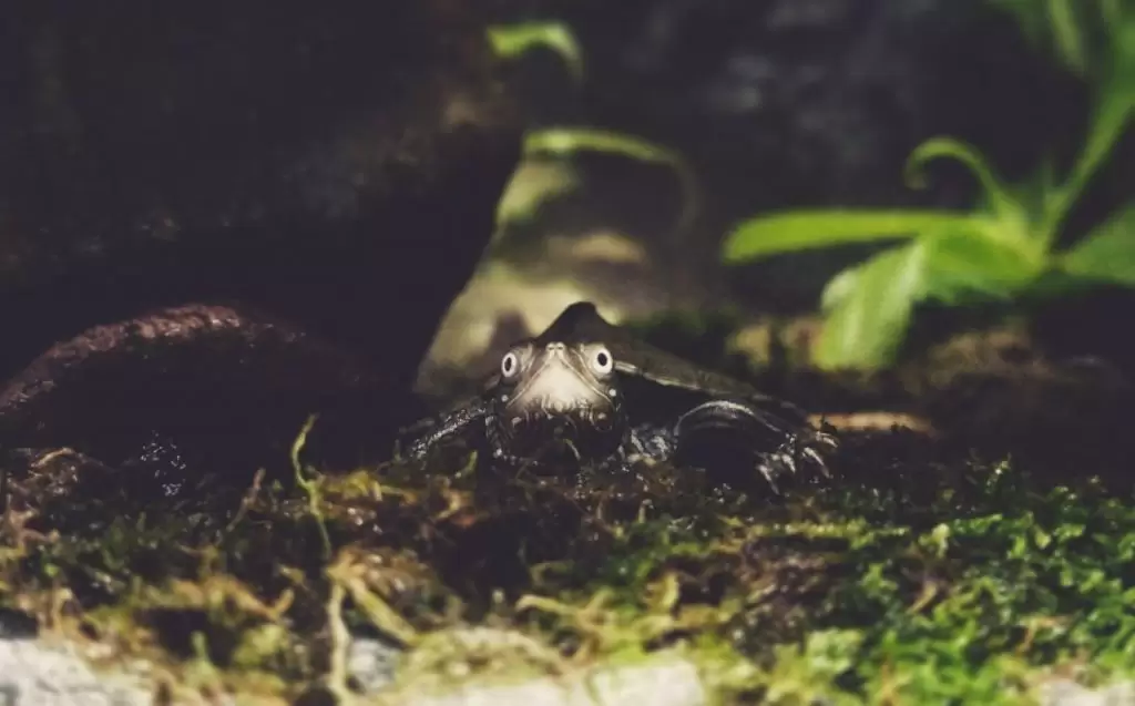 Map Turtle staring from edge of paludarium