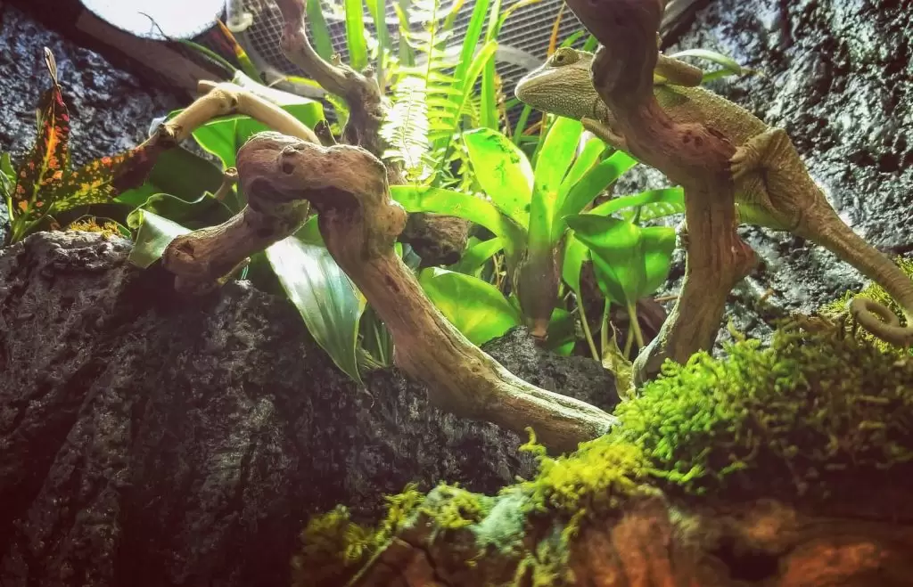 chamelon em paludarium plantado