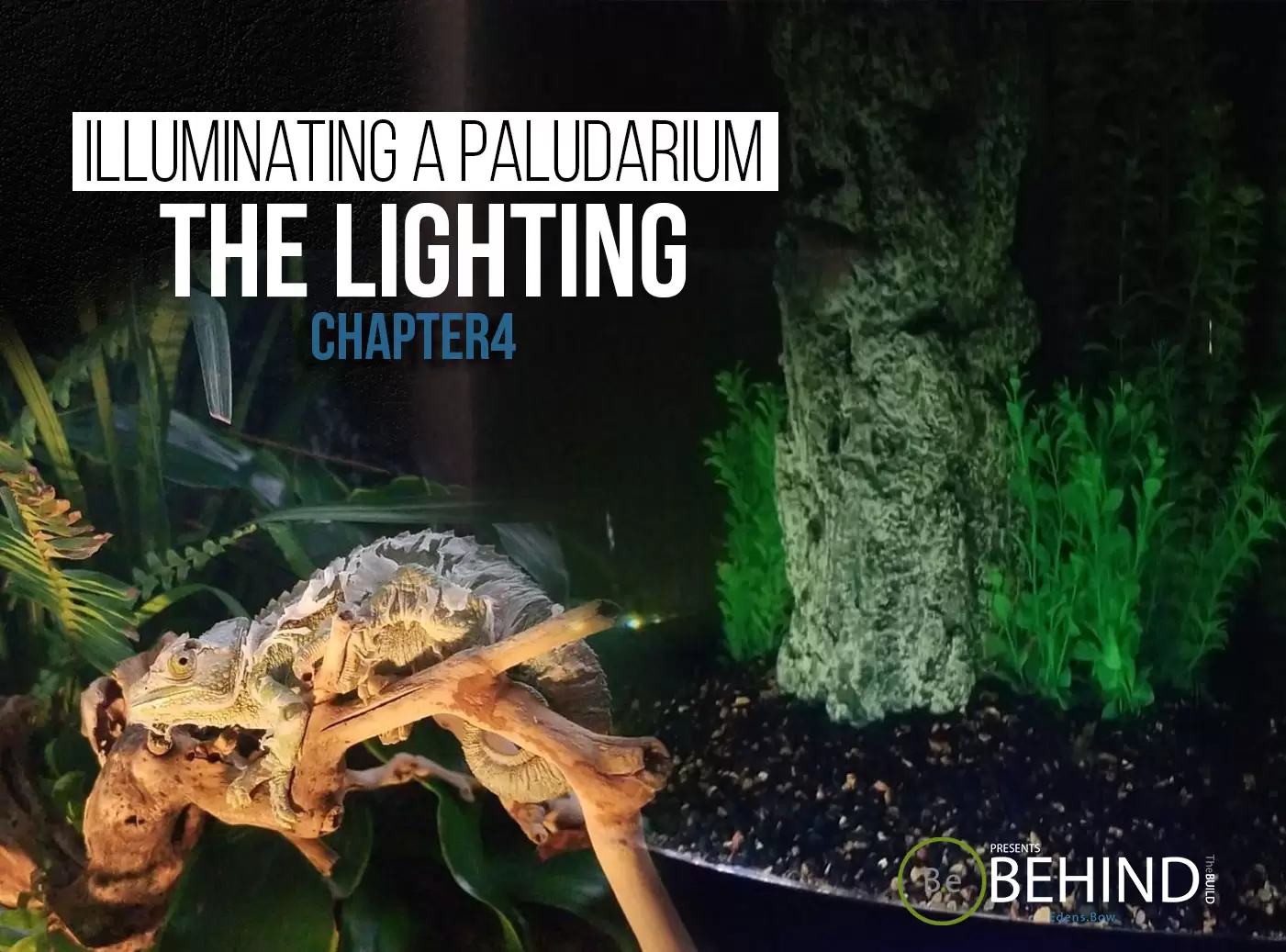 BEHINDtheBUILD chapter 4 illuminating a paludarium