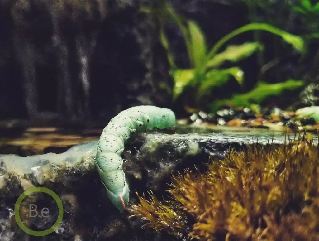 hornworm drinking water from a pond in paludarium