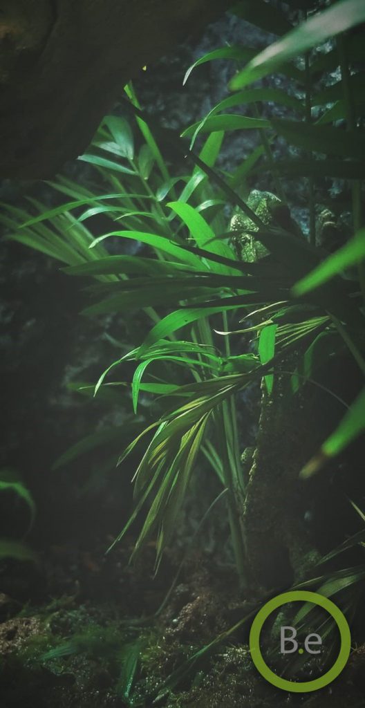 female jackson chameleon hiding between tropical plants