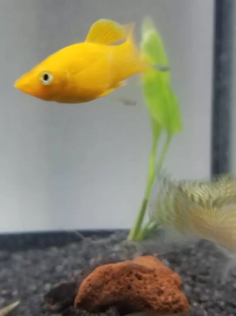 orange male molly fish swimming