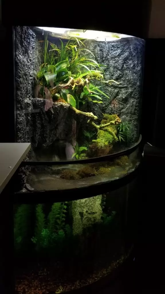 voll bepflanztes Paludarium