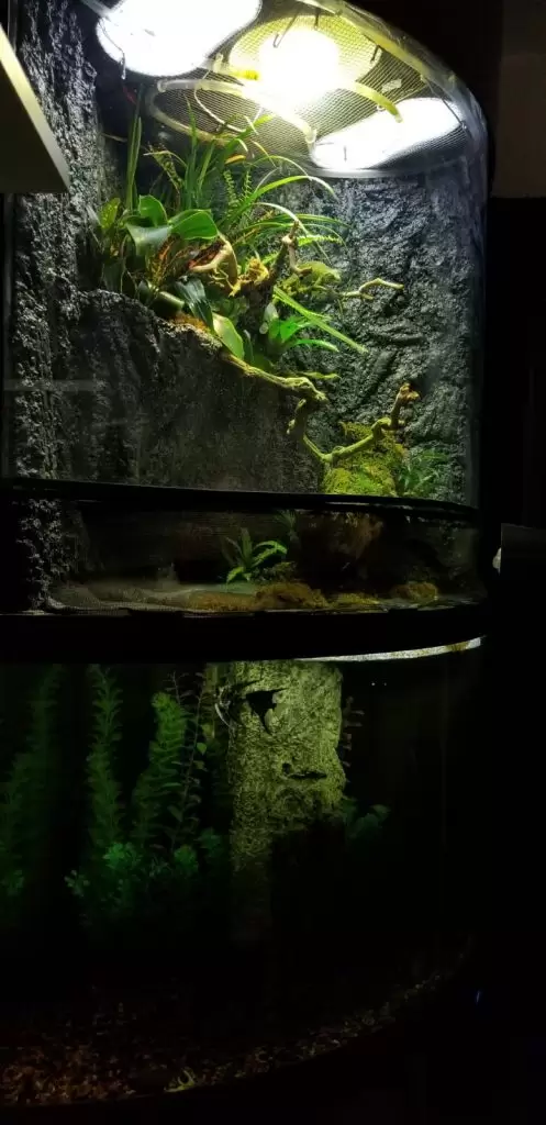 angel fish enjoying custom paludarium