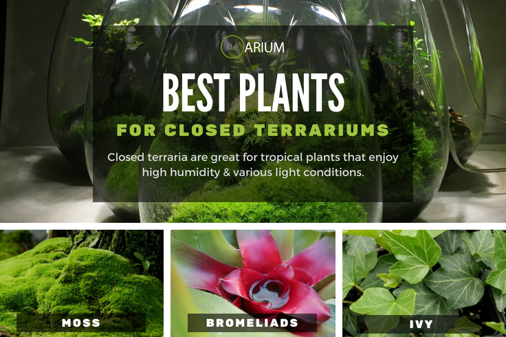 Best plants for closed terrariums