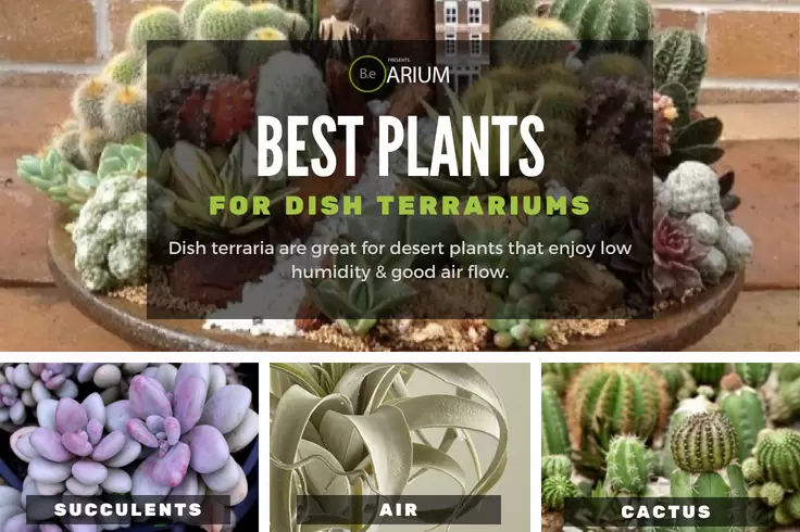 Best plants for dish terrariums