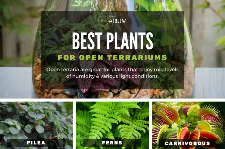 Best plants for open terrariums