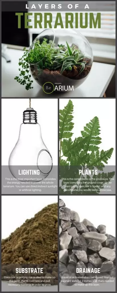 Layers of a terrarium info-graphic