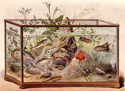 Aquarium History