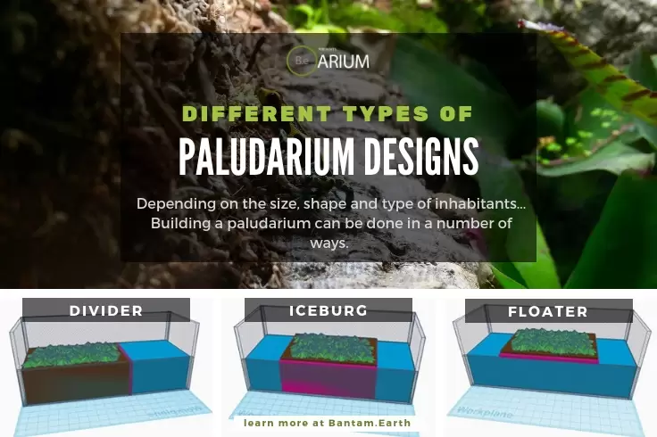 Designing A Paludarium