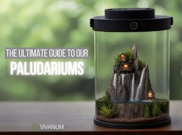 Paludarium: Everything You Need To Know BEFORE You Build!