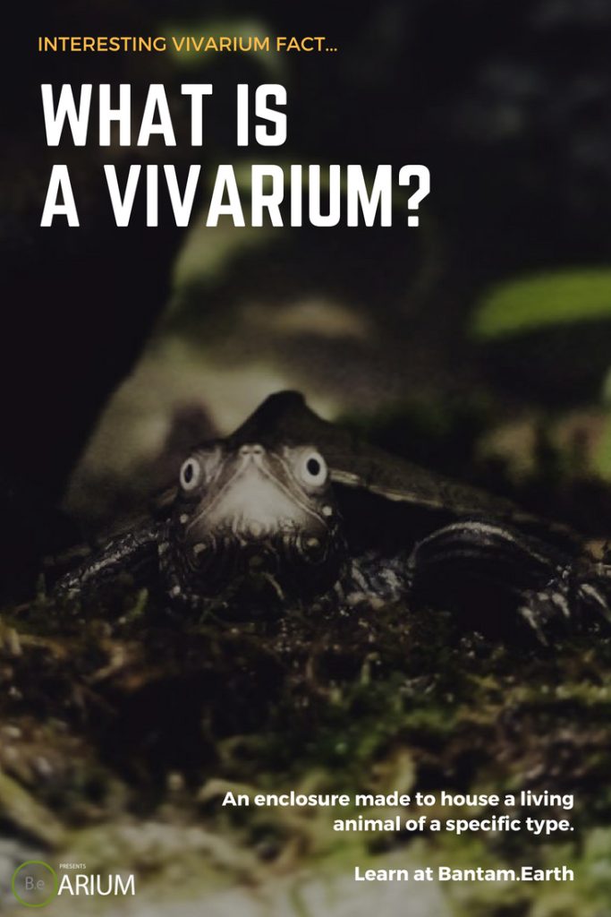 Vivariums 101 A Complete Guide To A SelfSustaining Ecosystem!