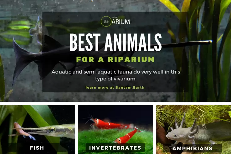 Best Animals For A Riparium