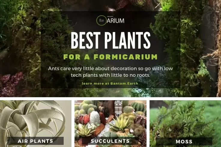 Best Plants For Formicariums (Ant Farms)