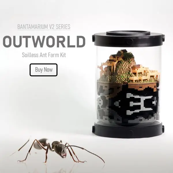 Expandable Ant Enclosure Kit | Bantam-V2 Outworld Series