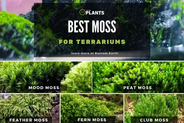 Best Moss For Terrariums