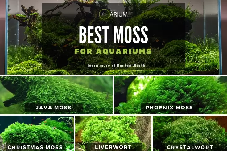 Best Moss For Aquariums