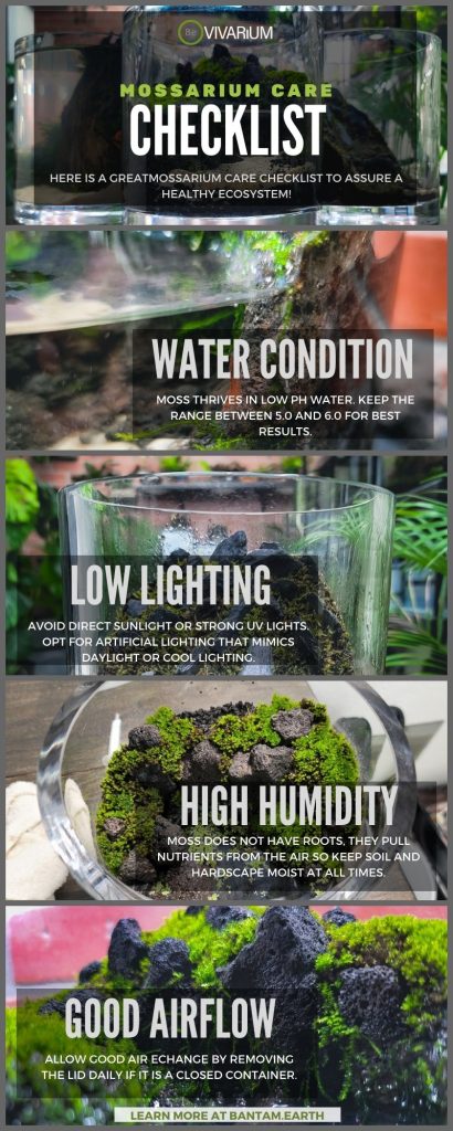 Basic Moss Terrarium Care