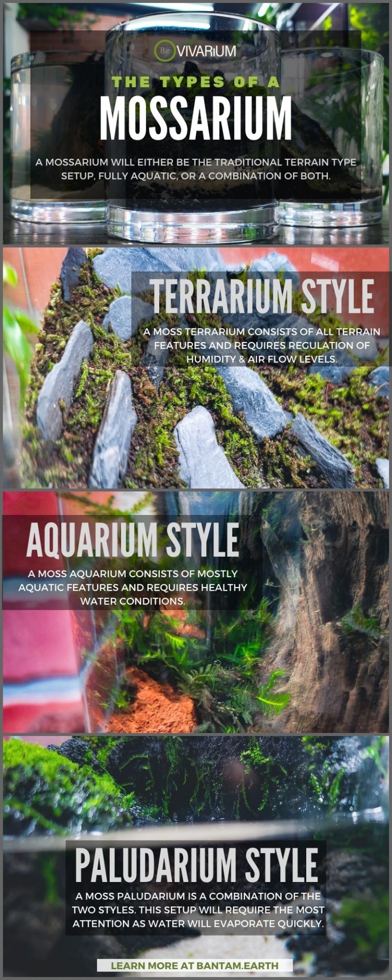 Mossarium 101 A Complete Guide To Making Your Own Moss Terrarium!