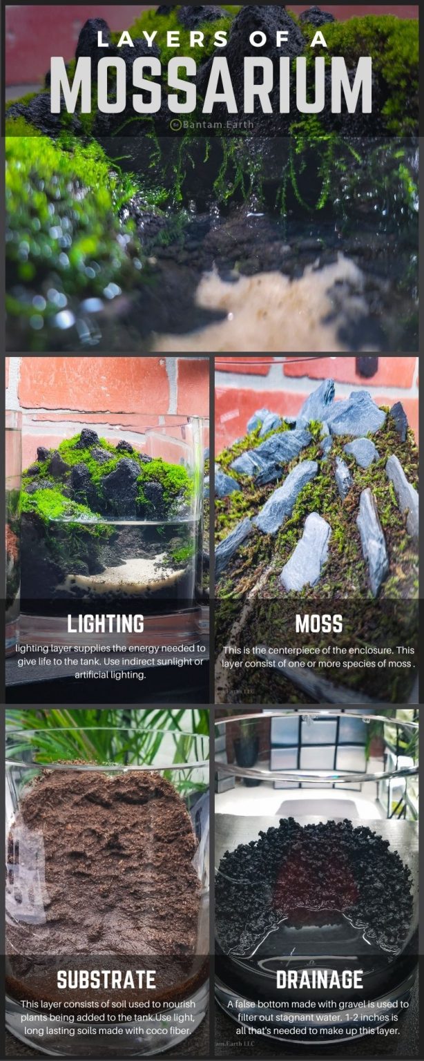 Mossarium 101 A Complete Guide To Making Your Own Moss Terrarium!