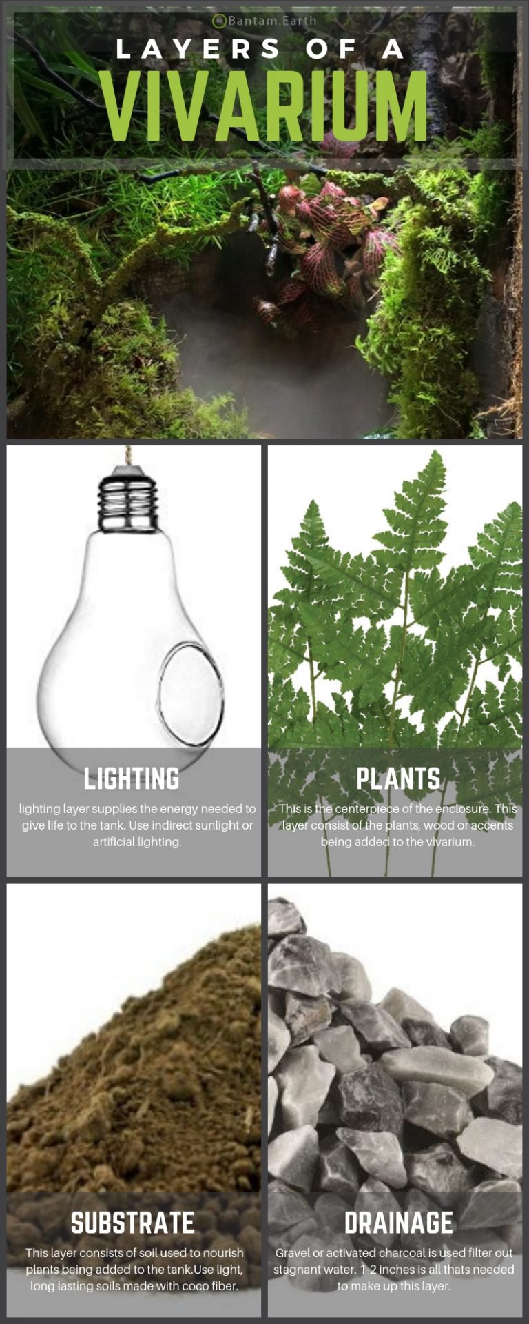 Vivariums 101 A Complete Guide To A SelfSustaining Ecosystem!