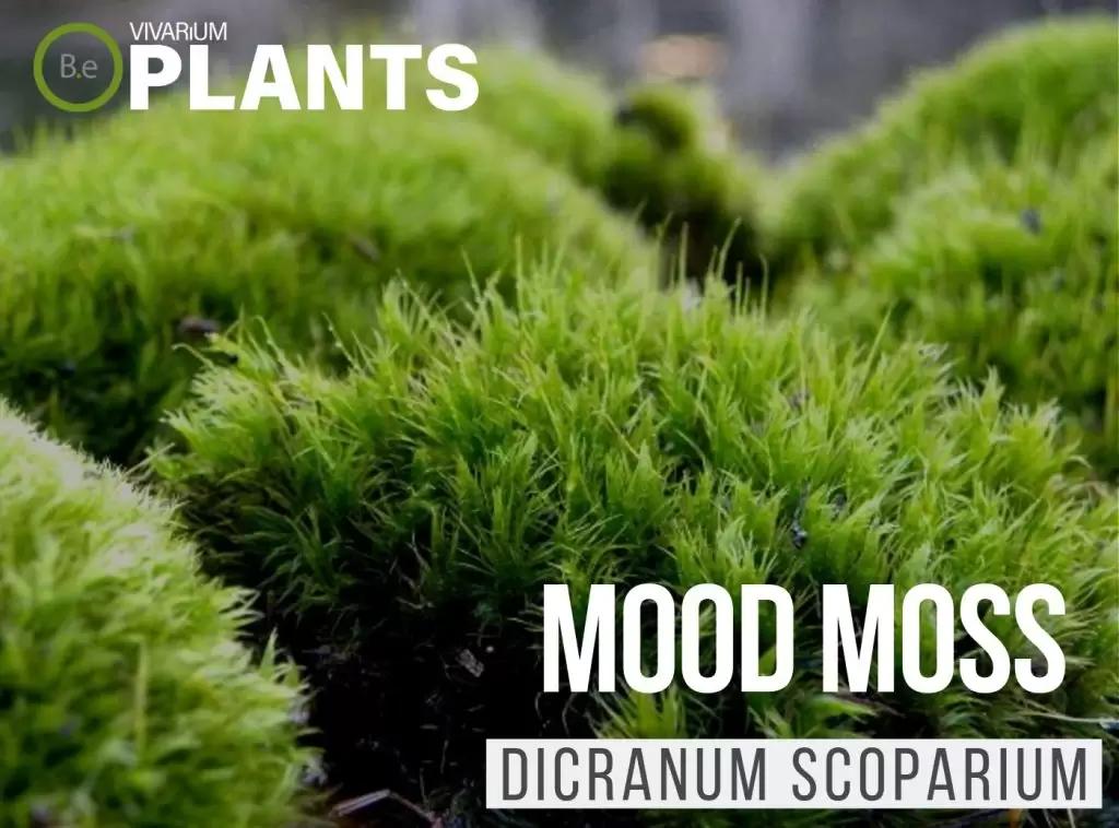 Live Mood Moss/ Choose Your Size/ Healthy Green Moss For Terrarium