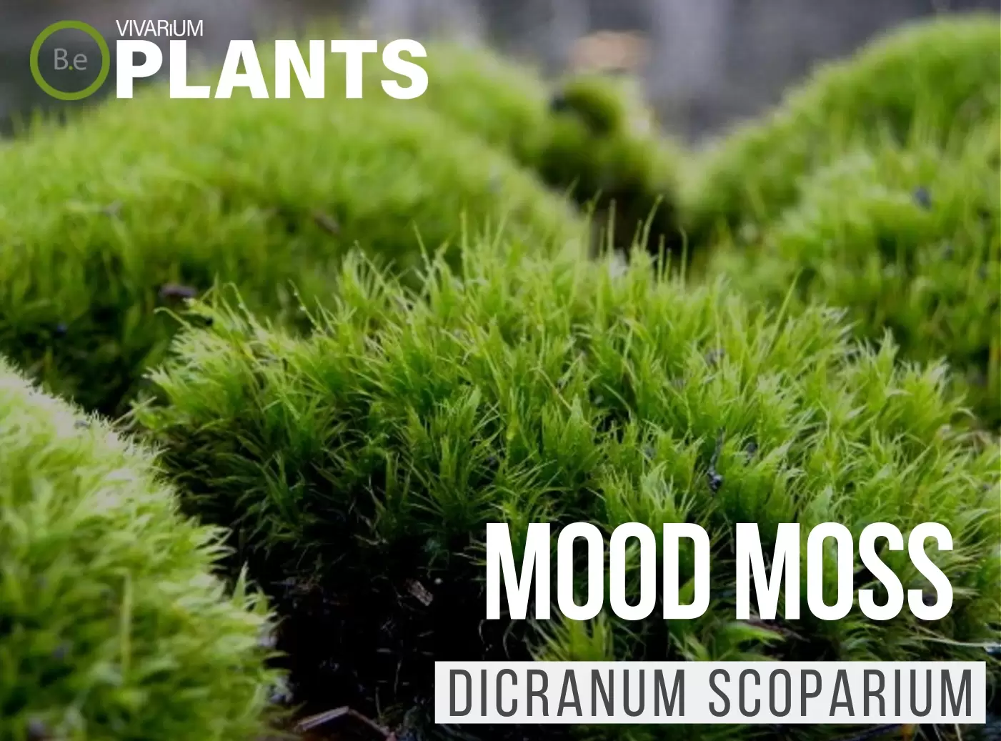 Mood Moss Dicranum Scoparium Thumbnail