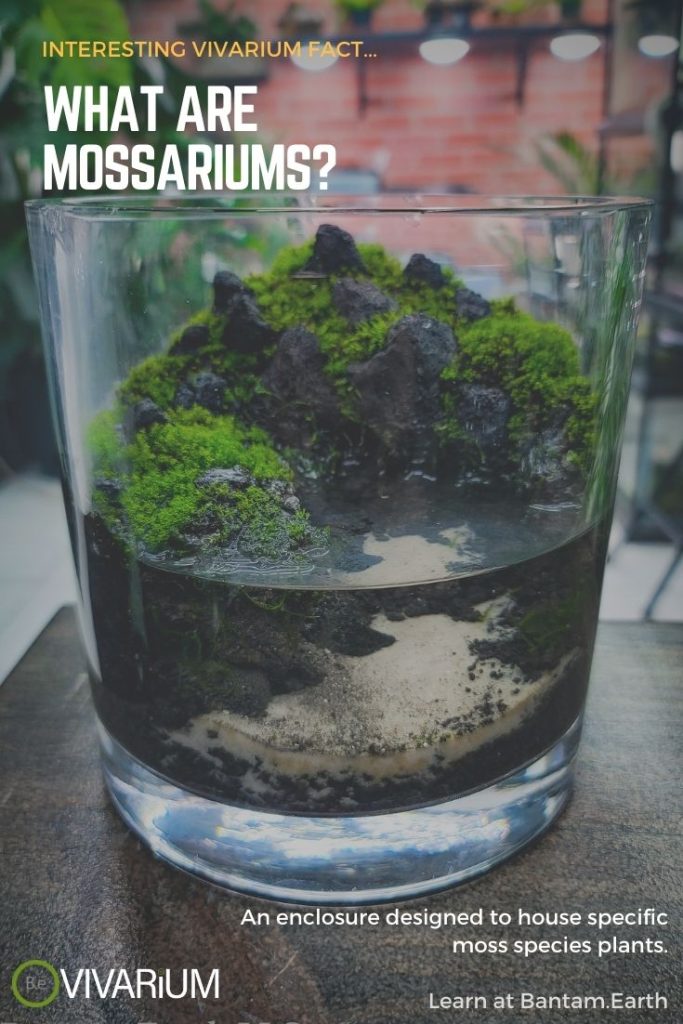 Mossarium Complete Care Guide & "How To" Build Moss Terreriums