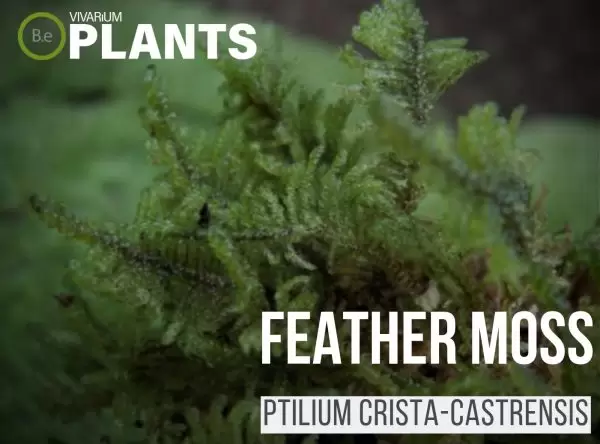 feather moss Ptilium crista-castrensis