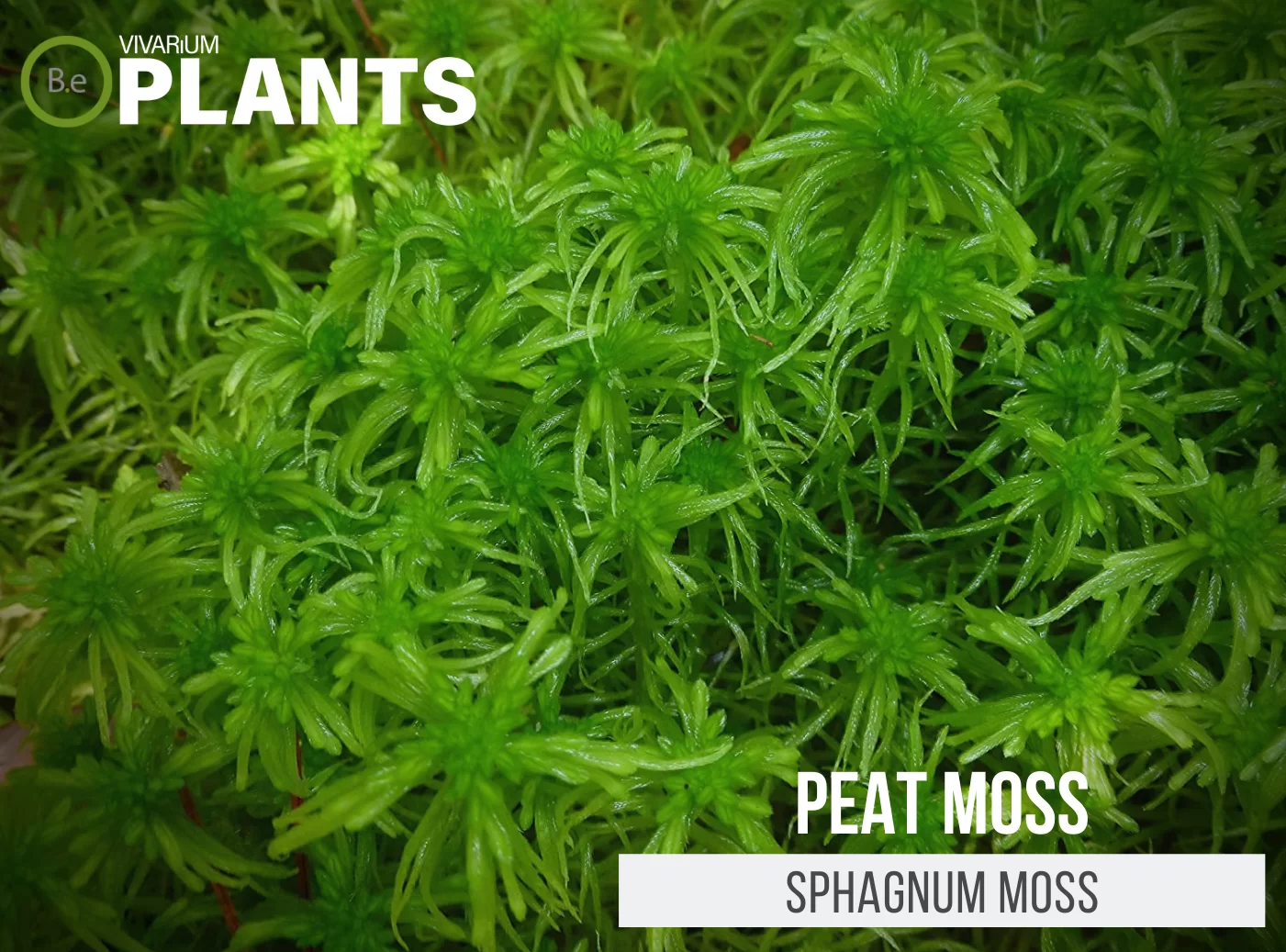 Sphagnum Moss 