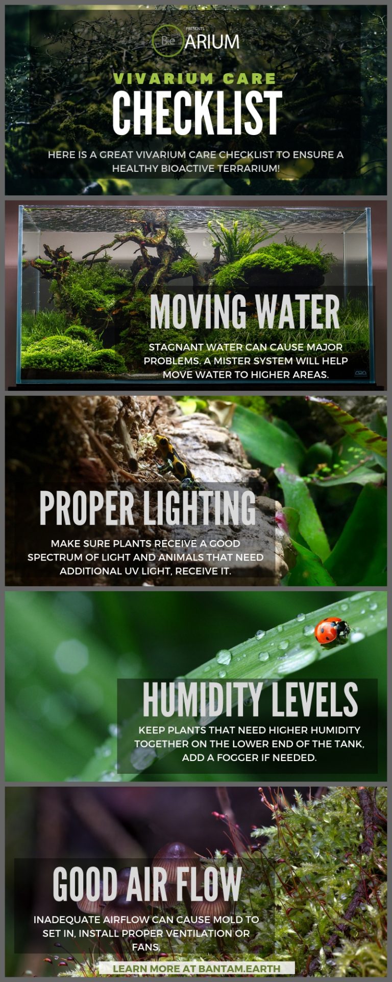 Vivariums 101 A Complete Guide To A SelfSustaining Ecosystem!
