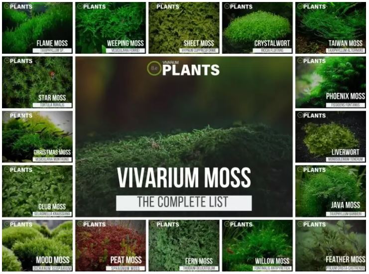 Mossarium 101: A Complete Guide To Making Your Own Moss Terrarium