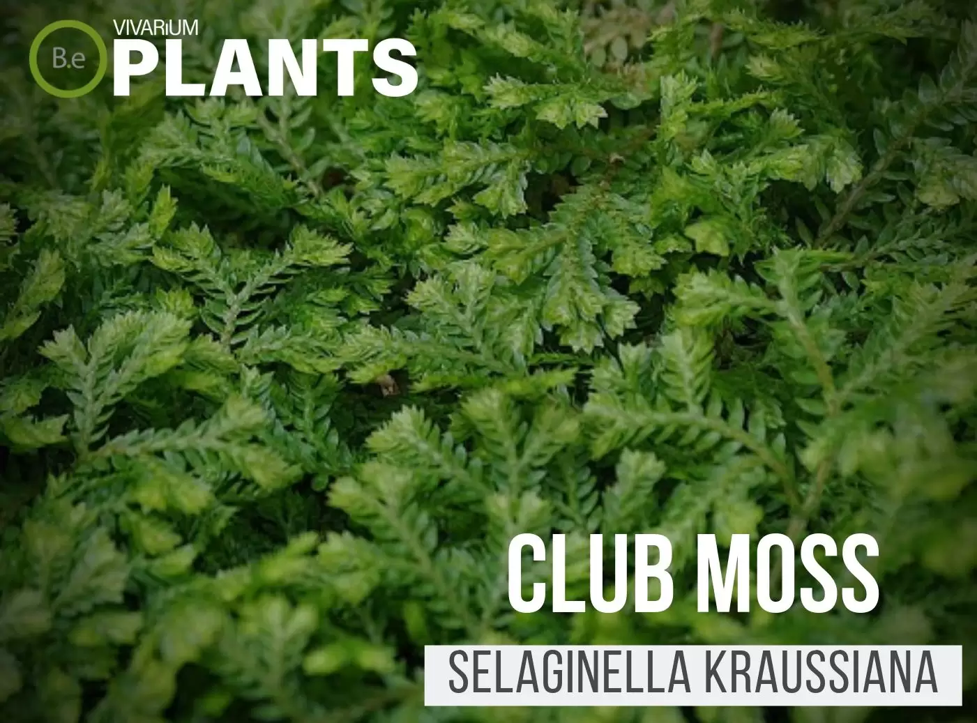 Club Moss Selaginella kraussiana