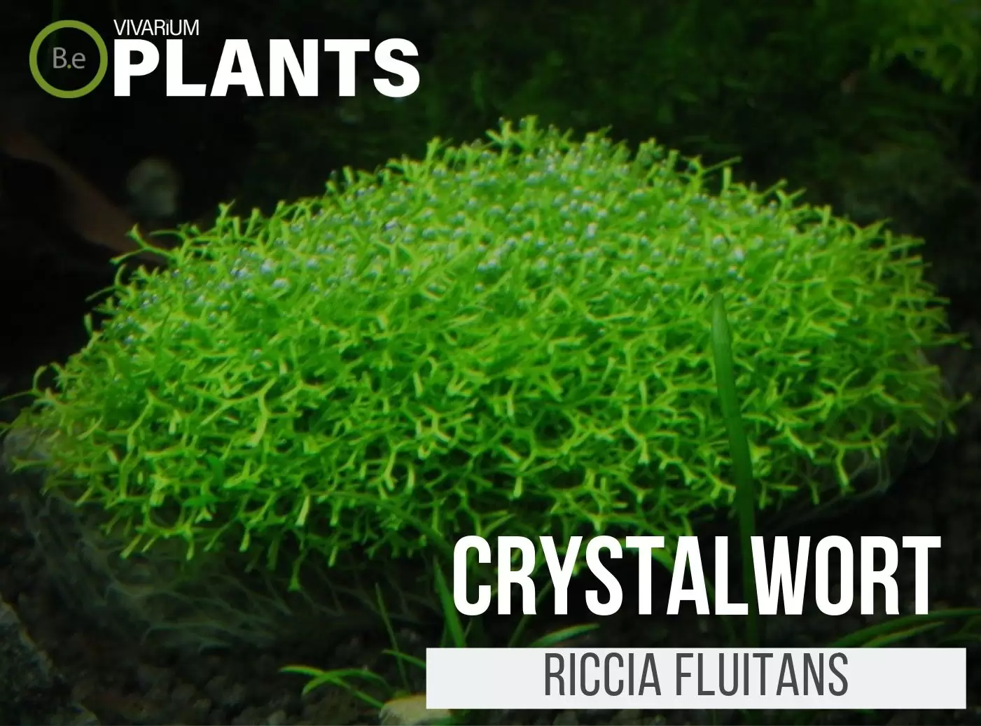 Crystalwort Riccia Fluitans