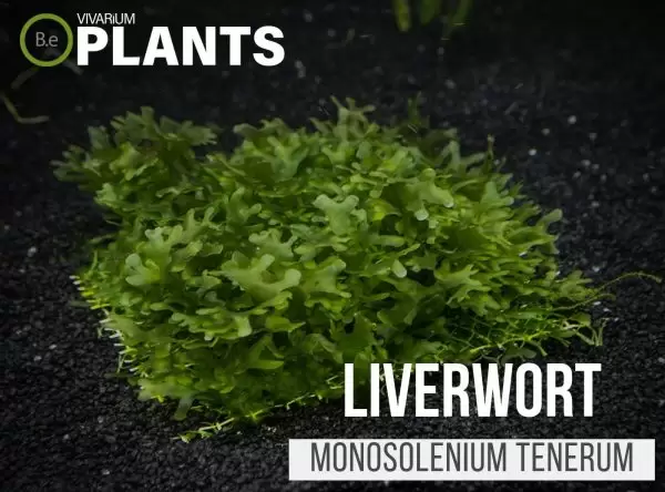 Liverwort Monosolenium Tenerum