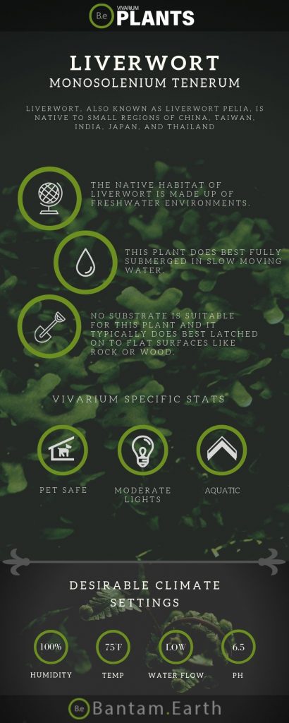 Liverwort Monosolenium Tenerum care guide