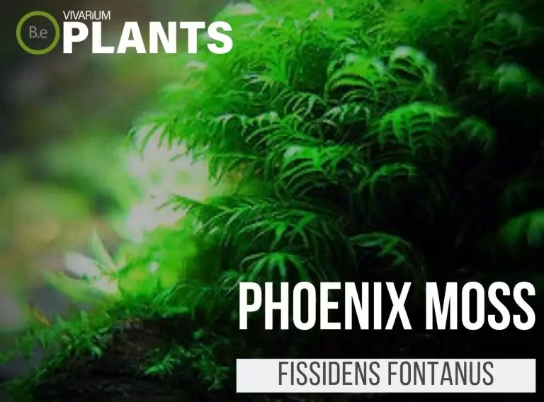 Phoenix Moss Fissidens Fontanus