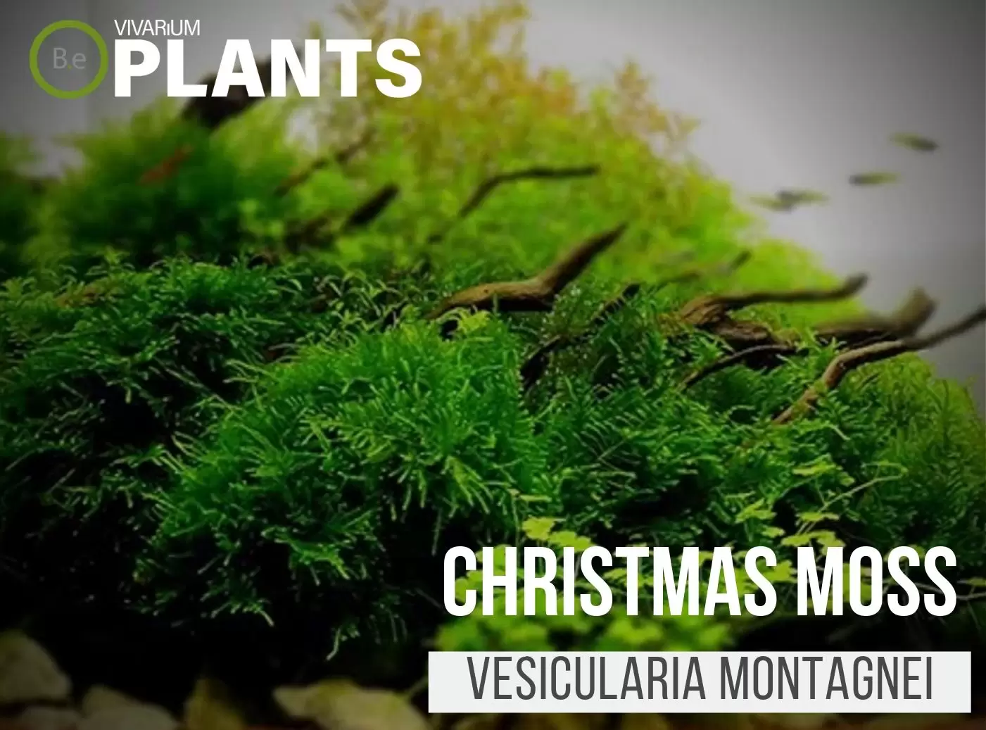 christmas moss Vesicularia Montagnei