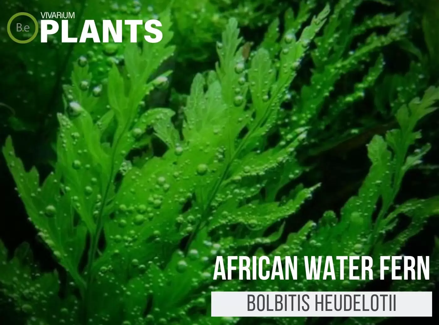 African Water Fern (Bolbitis Heudelotii)