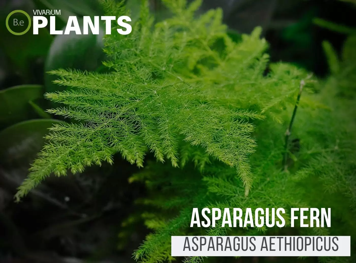 Asparagus Fern (Asparagus Aethiopicus)