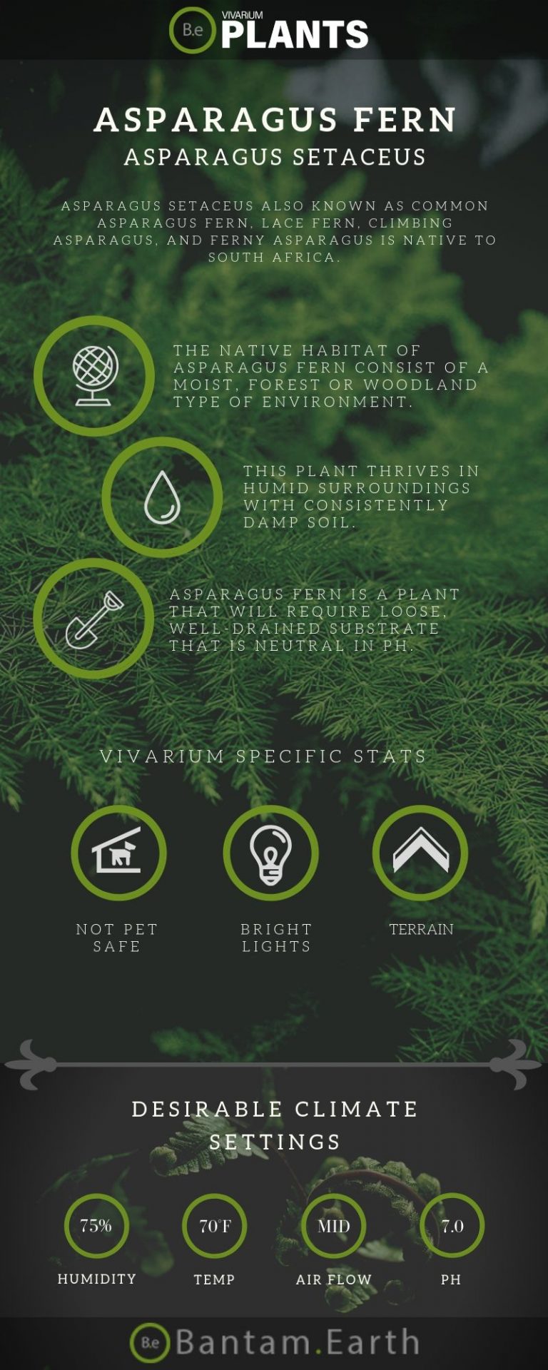 Asparagus Setaceus "Asparagus Fern" Care Guide Vivarium Plants