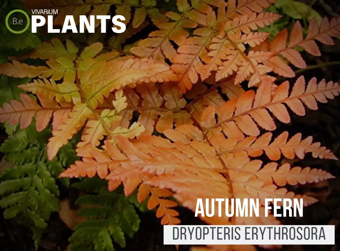 Autumn Fern (Dryopteris Erythrosora)