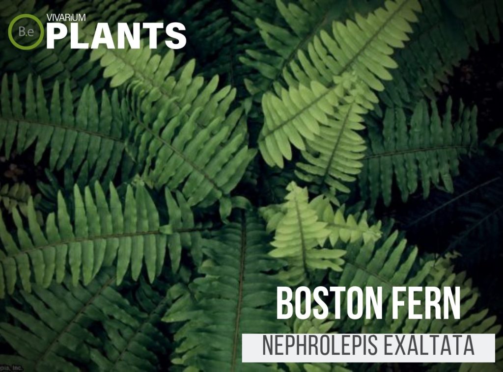 Boston bregne (Nephrolepis ophøjelse)