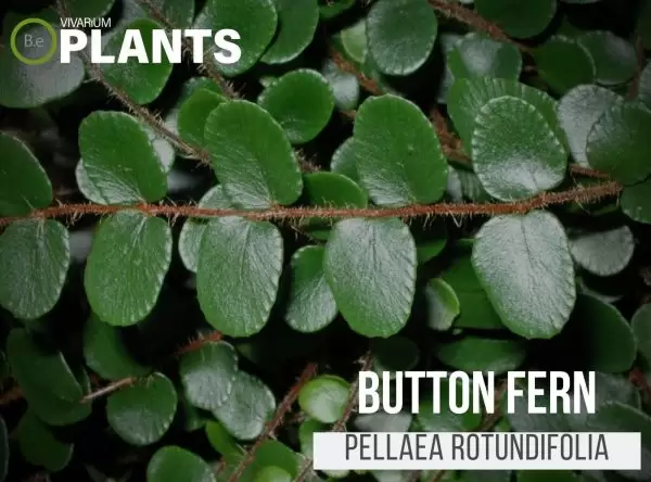 Button Fern (Pellaea Rotundifolia)