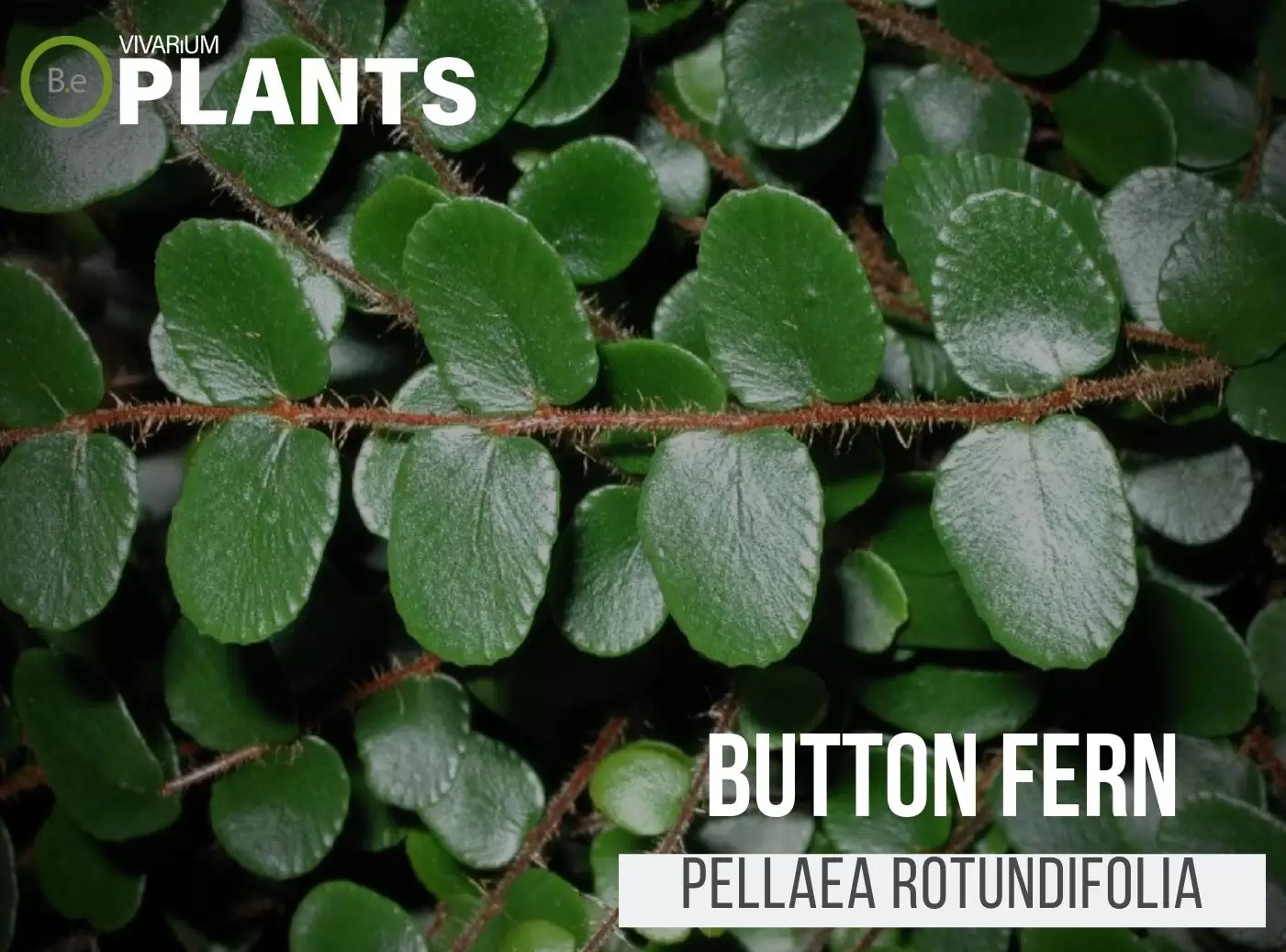 Pulsante di Felce (Pellaea Rotundifolia)